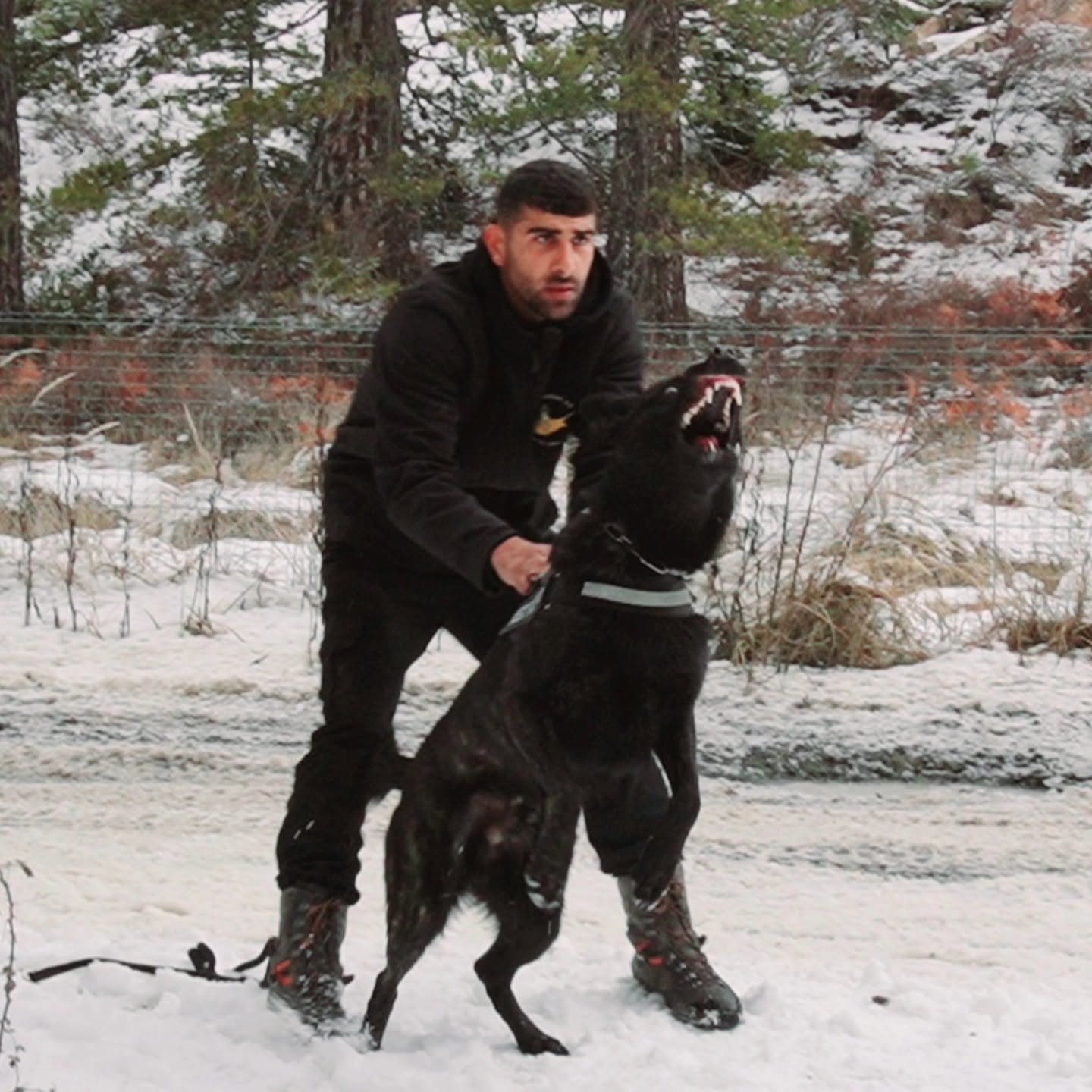 Land Sharks K9 trainer working a protection dog during a winter session