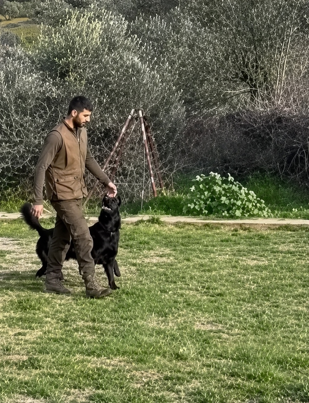Protection dog performing controlled bite work