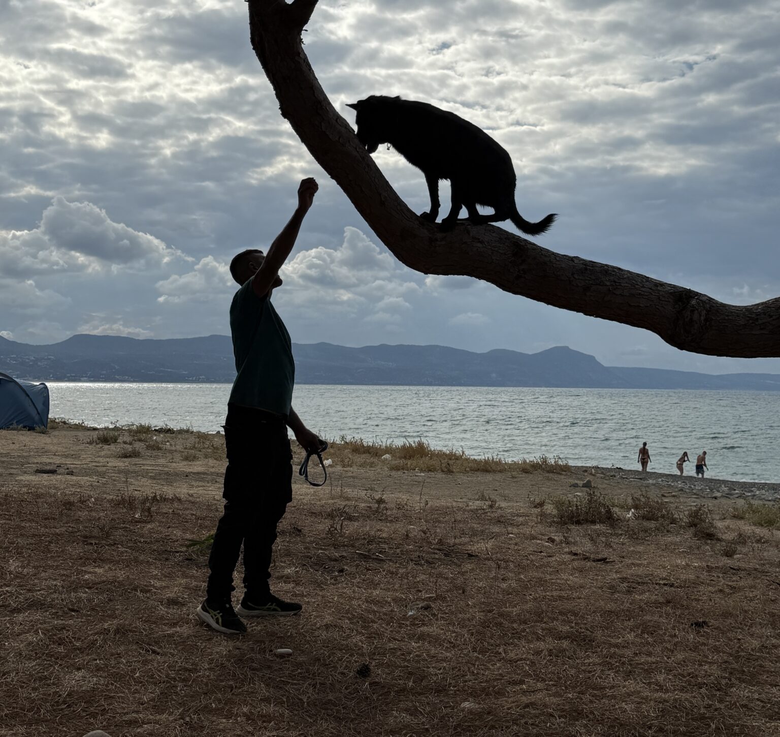Dog training on the beach in Polis Chrysochous, Paphos, Cyprus with Land Sharks K9